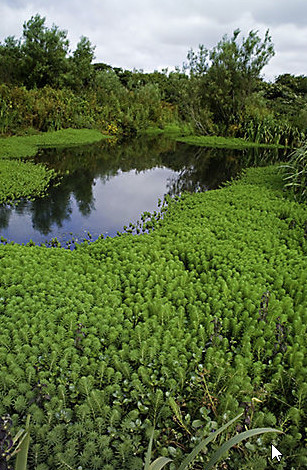 Stolístek vodní, sada 5 ks  -  Myriophyllum - Okysličovací rostliny