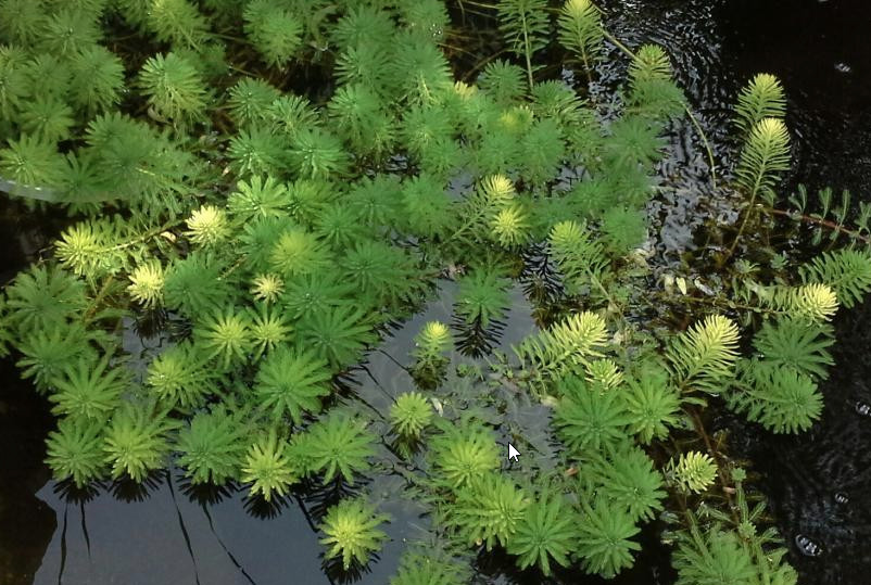 Stolístek vodní, sada 5 ks  -  Myriophyllum - Okysličovací rostliny