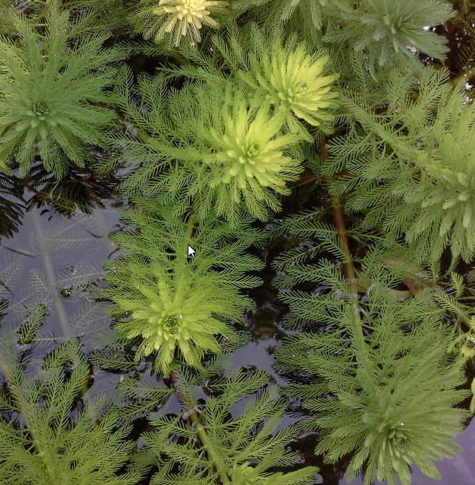 Stolístek vodní, sada 5 ks  -  Myriophyllum - Okysličovací rostliny
