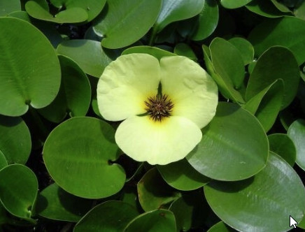 Hladinovka plavínovitá, Hydrocleis nymphoides - sada 5 rostlin, plovoucí vodní rostlina