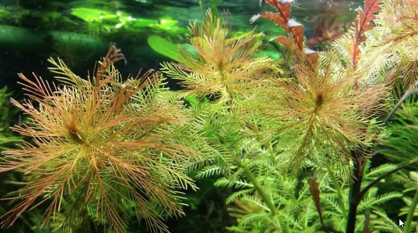 Stolístek vodní, sada 15 ks - Myriophyllum - Okysličovací rostliny
