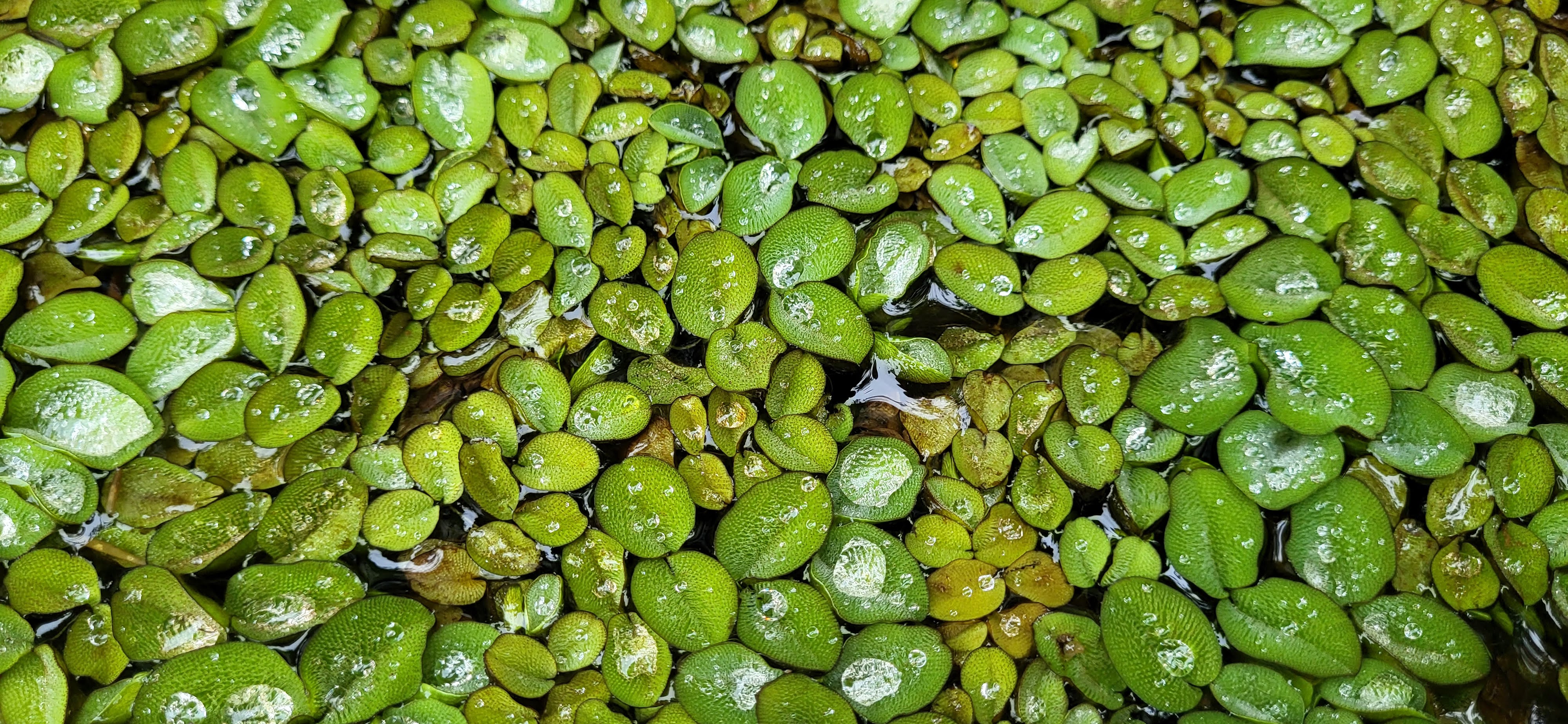 Nepukalka vzplývající, Salvinia natans - zastiňující rostlina