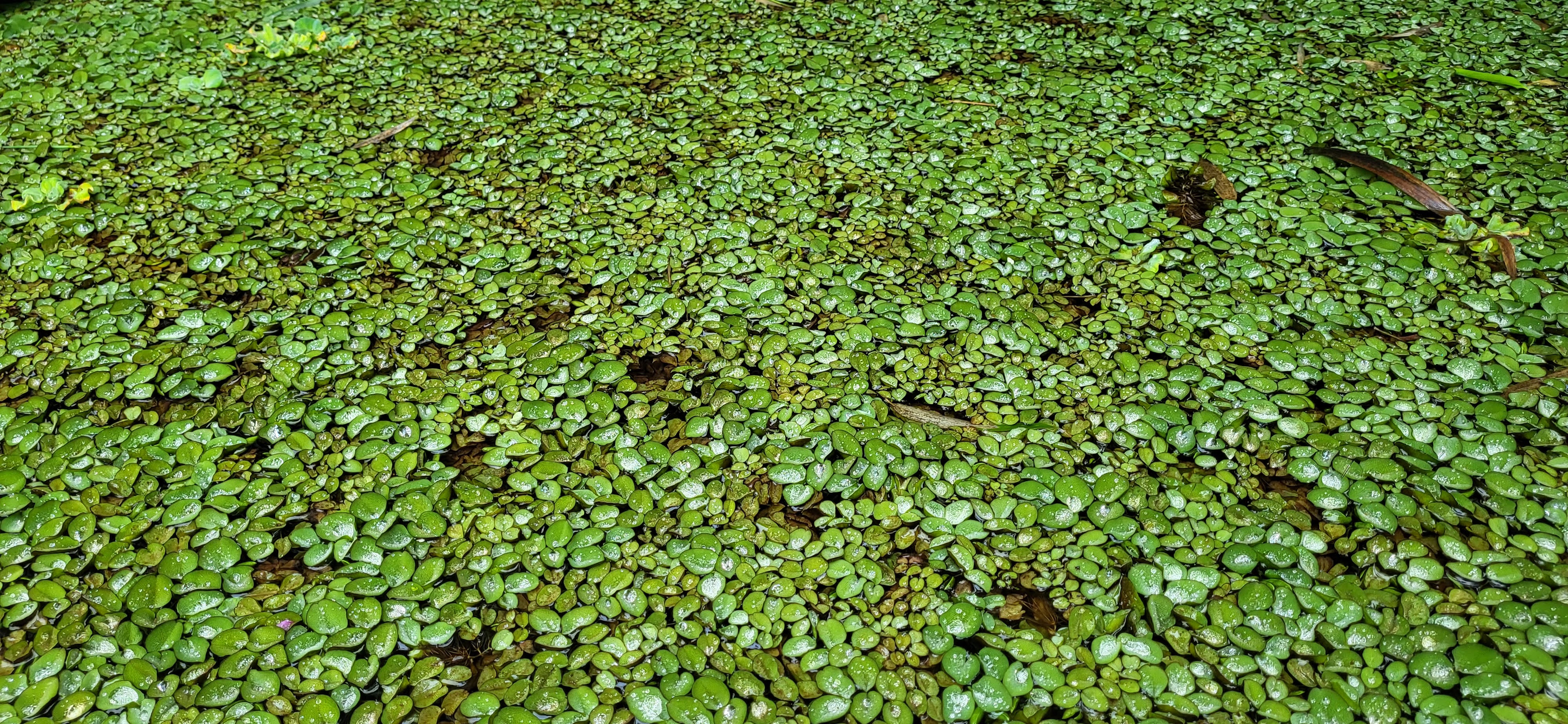 Nepukalka vzplývající, Salvinia natans - zastiňující rostlina