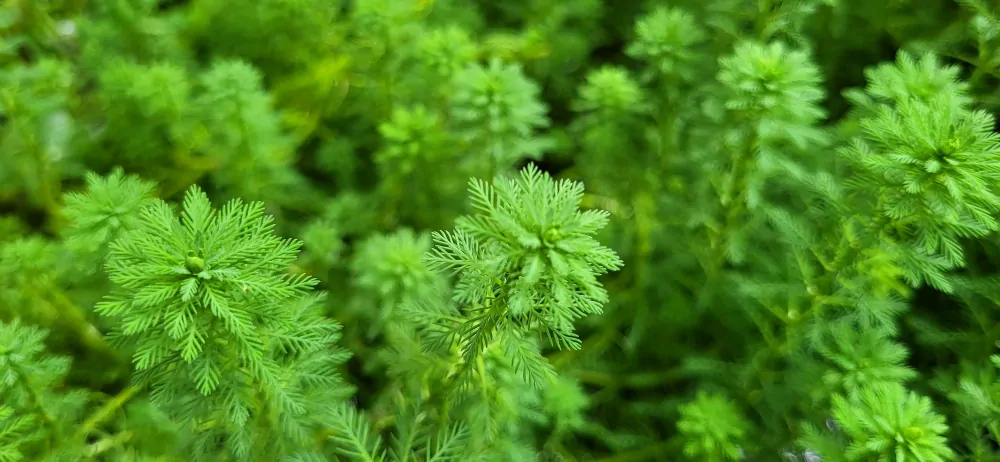 Stolístek vodní, sada 5 ks  -  Myriophyllum - Okysličovací rostliny
