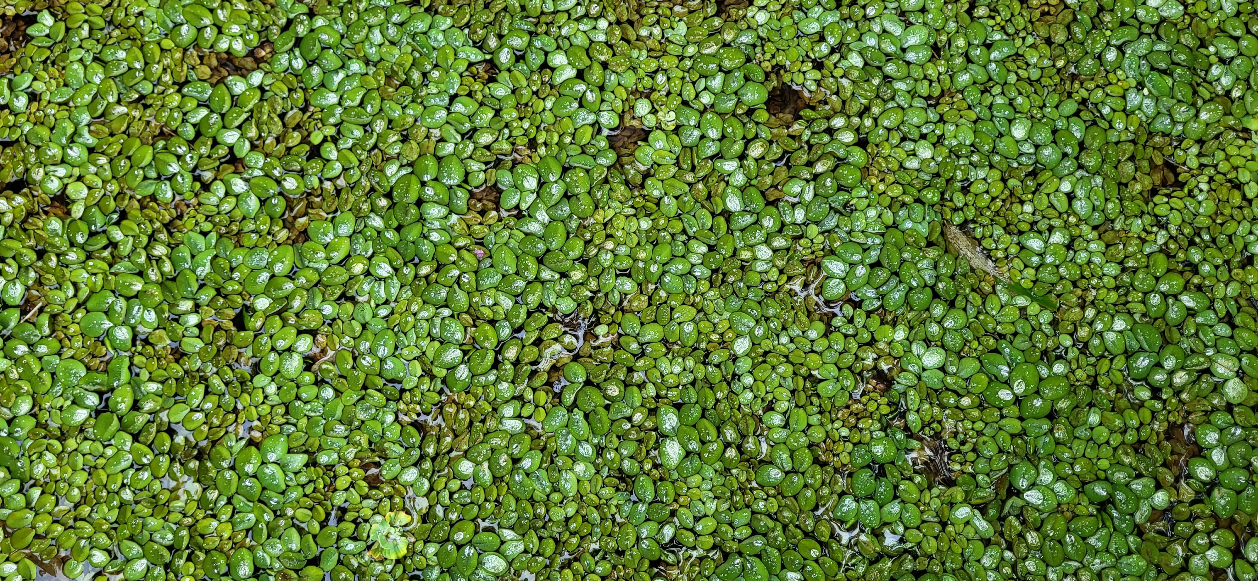 Nepukalka vzplývající, Salvinia natans - zastiňující rostlina