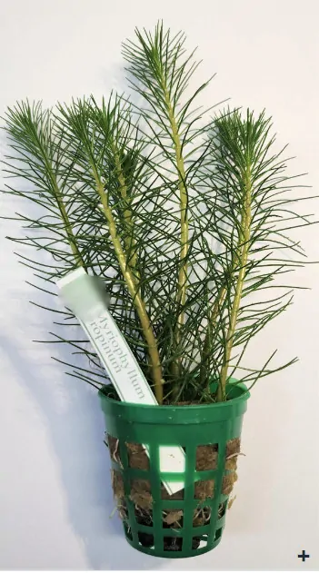 Stolístek vodní, sada 15 ks - Myriophyllum - Okysličovací rostliny