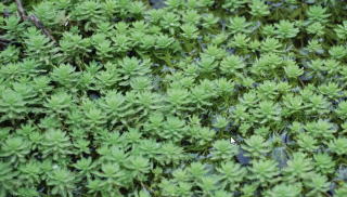 Stolístek vodní, sada 5 ks - Myriophyllum - Okysličovací rostliny