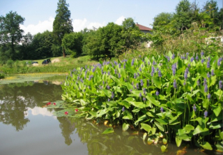 Modráska srdčitá, Pontederia cordata - 3 ks ( 95 Kč/ks) - bahenní, vodní rostlina