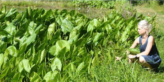 Šípatka širokolistá, Sagittaria platyphylla - 3 ks / 95 Kč za ks (bahenní, vodní rostlina