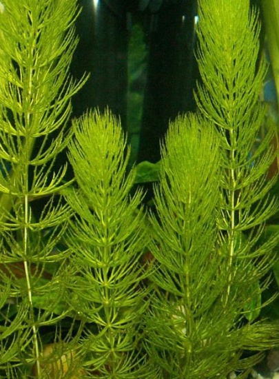 Růžkatec ponořený (Ceratophyllum) - silně spotřebovává živiny z vody, konkuruje řase - sada rostlin
